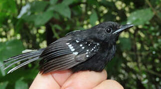 Dot-winged Antwren