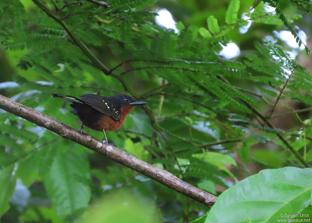 Dot-winged Antwren female adult