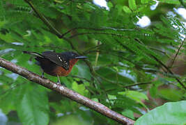 Dot-winged Antwren