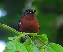 Dot-winged Antwren