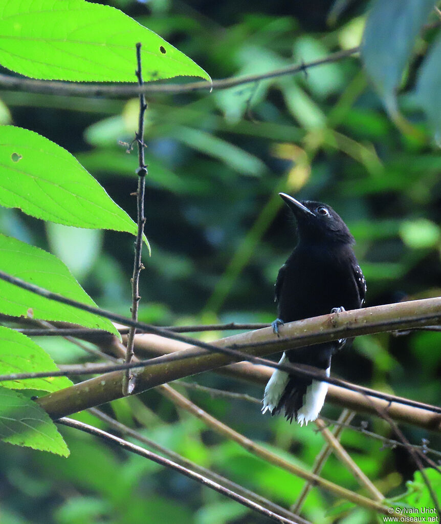 Dot-winged Antwren male adult