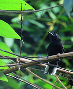 Dot-winged Antwren