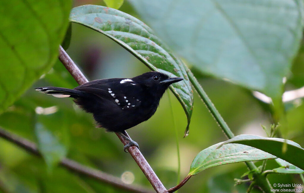 Dot-winged Antwren male adult