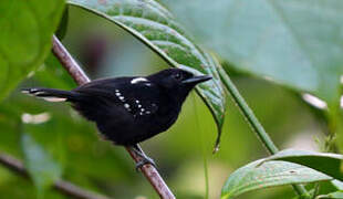 Dot-winged Antwren