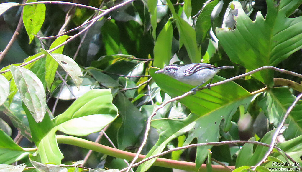 Spot-tailed Antwren male adult