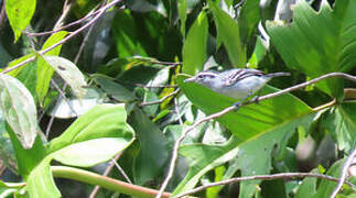 Spot-tailed Antwren