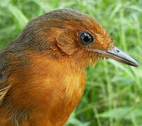 Blackish Antbird