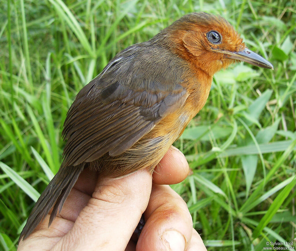 Blackish Antbird female adult