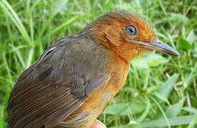 Blackish Antbird