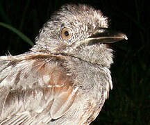 Blackish Antbird