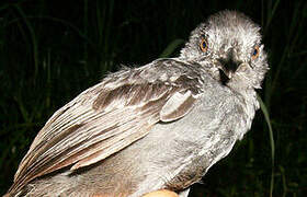 Blackish Antbird