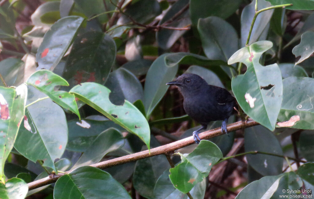 Blackish Antbird male adult