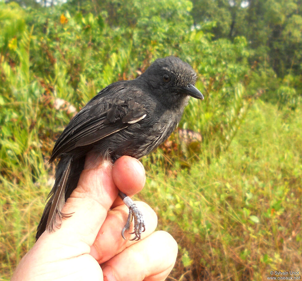 Blackish Antbird male adult