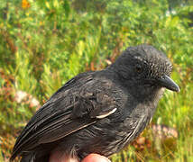 Blackish Antbird