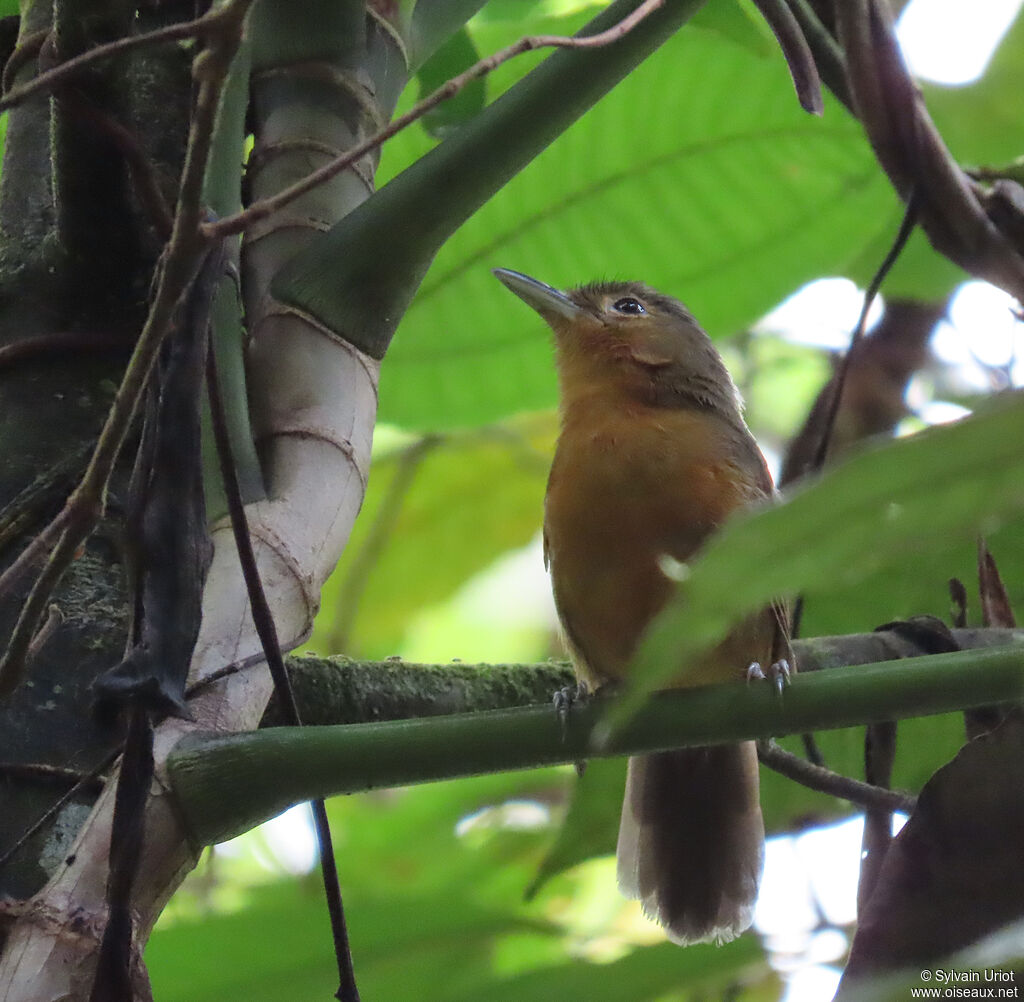 Dusky Antbird female adult