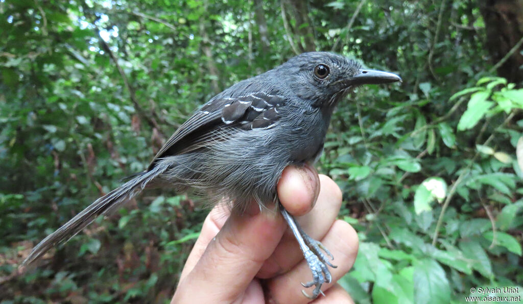 Dusky Antbird male adult