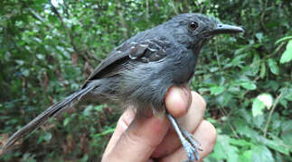 Dusky Antbird