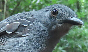 Dusky Antbird