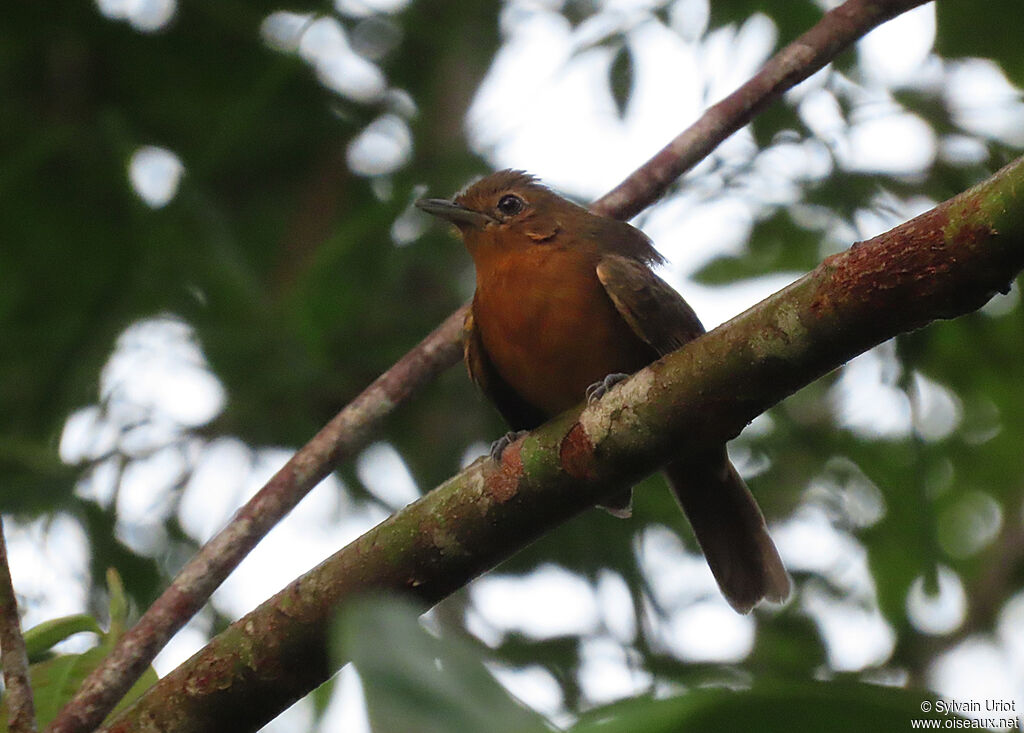 Dusky Antbird female adult