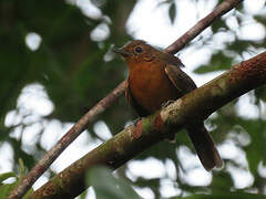 Dusky Antbird