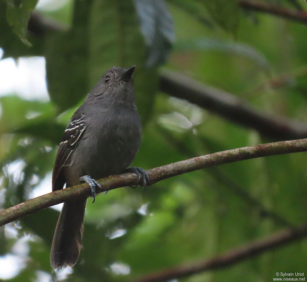 Dusky Antbird male adult