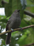 Dusky Antbird