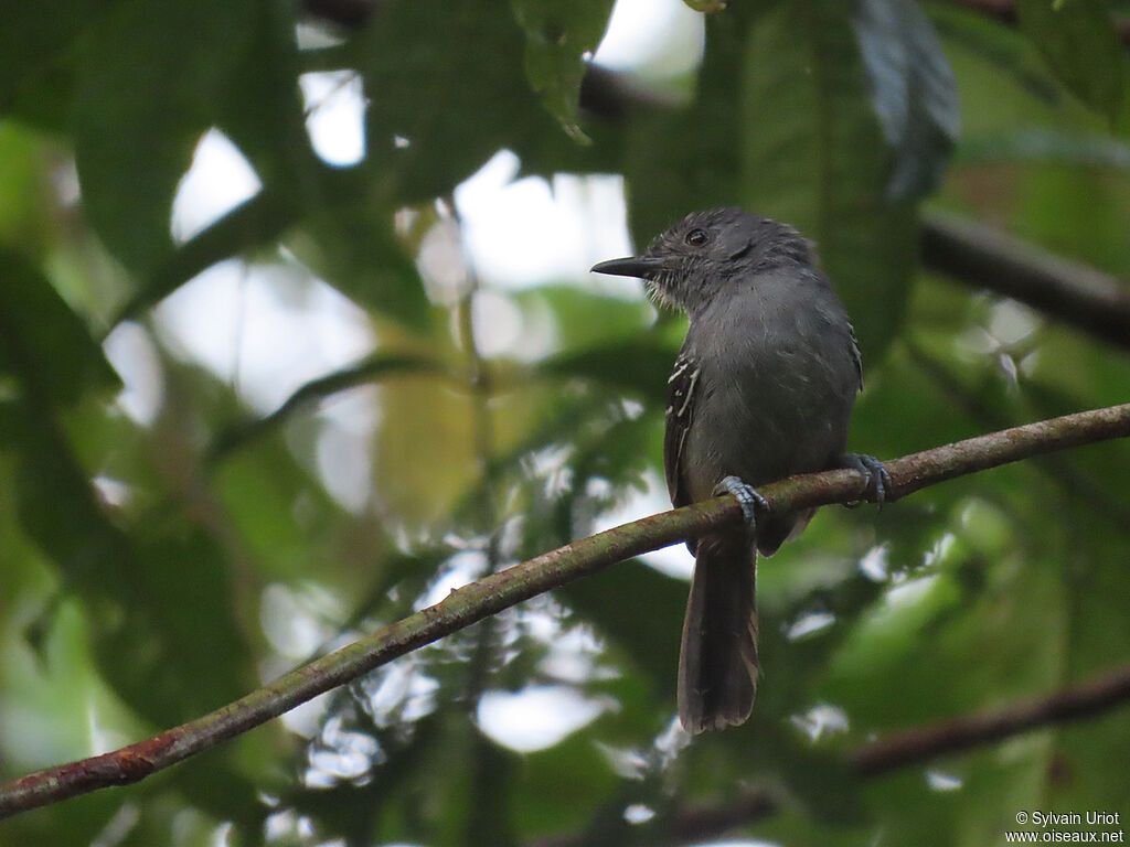 Dusky Antbird male adult