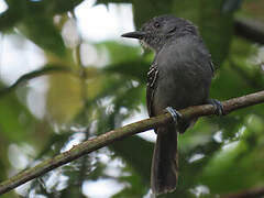 Dusky Antbird