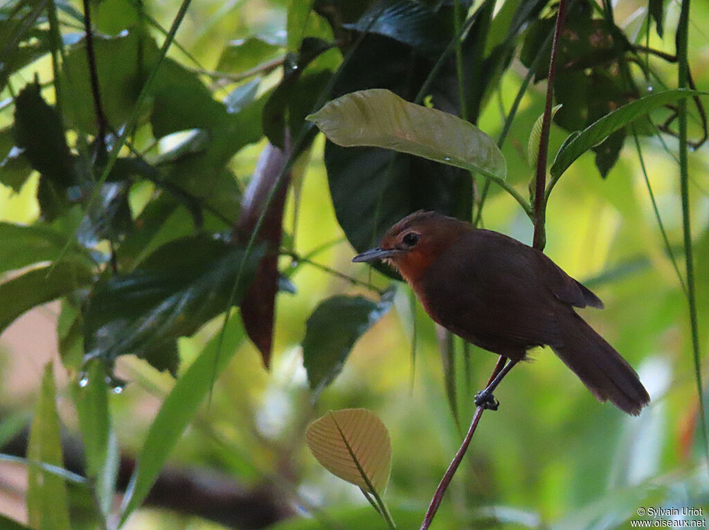 Dusky Antbird female adult