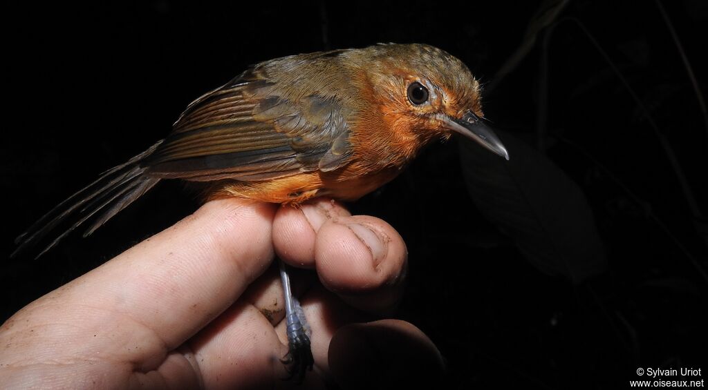 Dusky Antbird female adult