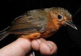 Dusky Antbird