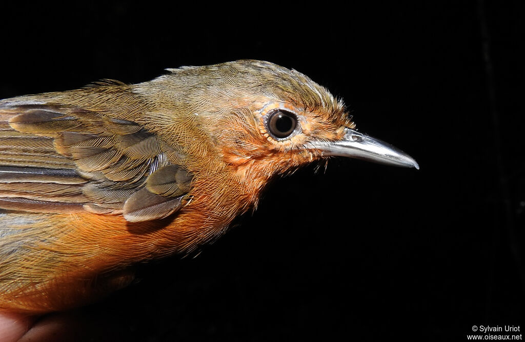 Dusky Antbird female adult