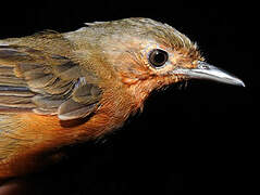 Dusky Antbird