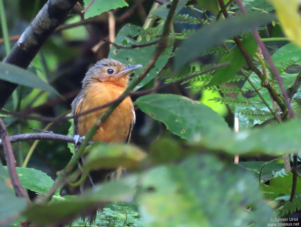 Dusky Antbird female adult