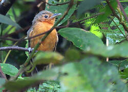 Dusky Antbird