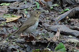 Swainson's Thrush