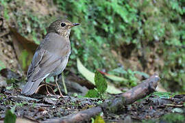 Swainson's Thrush