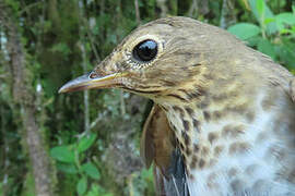 Swainson's Thrush