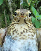 Swainson's Thrush