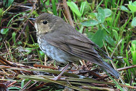 Swainson's Thrush