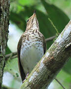 Swainson's Thrush