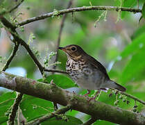 Swainson's Thrush