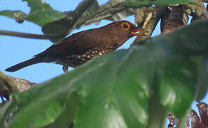 Forest Thrush