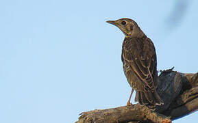 Mistle Thrush