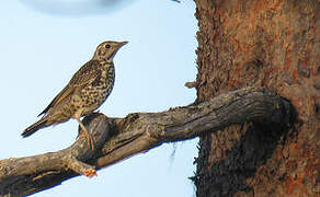 Mistle Thrush