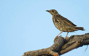 Mistle Thrush