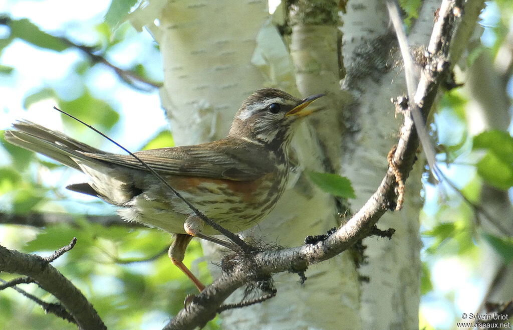 Redwingadult