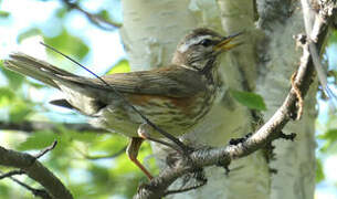 Redwing