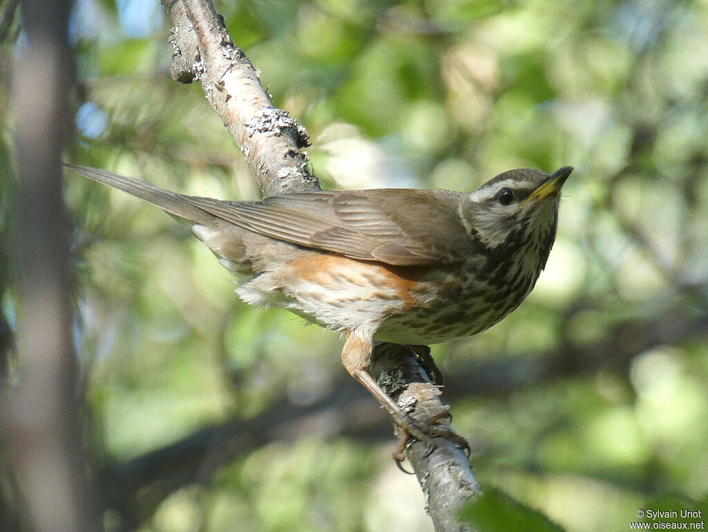 Redwingadult