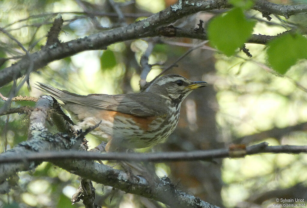 Redwingadult